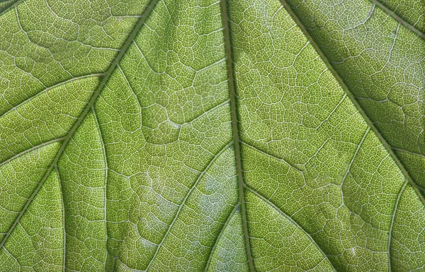 Voorjaar groen blad — Stockfoto