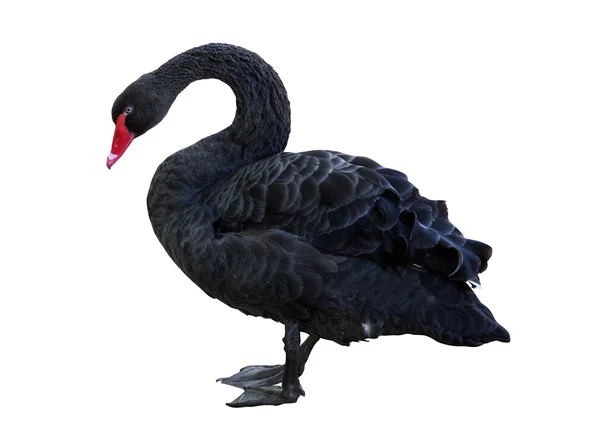 Un cisne negro —  Fotos de Stock