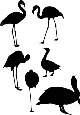 siyah kuş silhouettes