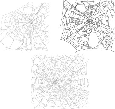 siyah örümcek ağları