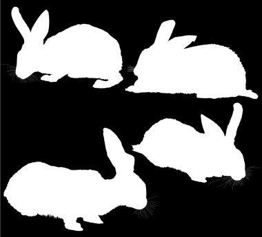 beyaz tavşan siluetleri