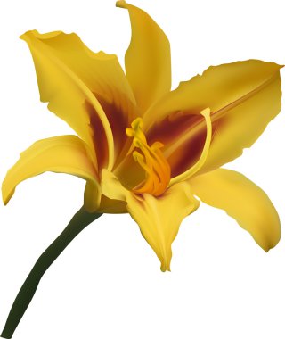 Sarı Zambak çiçeği