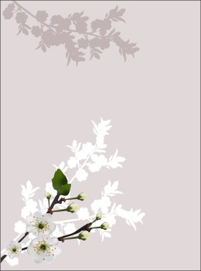 ağaç dalları çiçek bahar