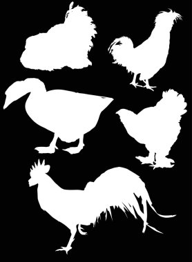 çiftlik kuş silhouettes