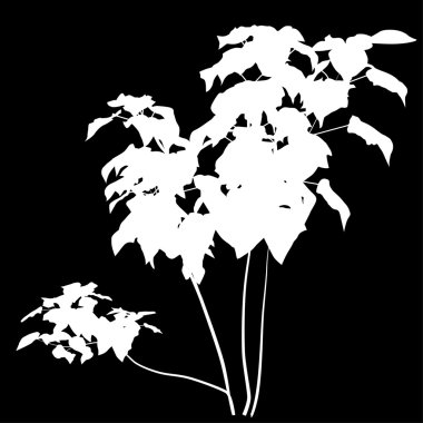 ağaçlar büyük yaprakları ile