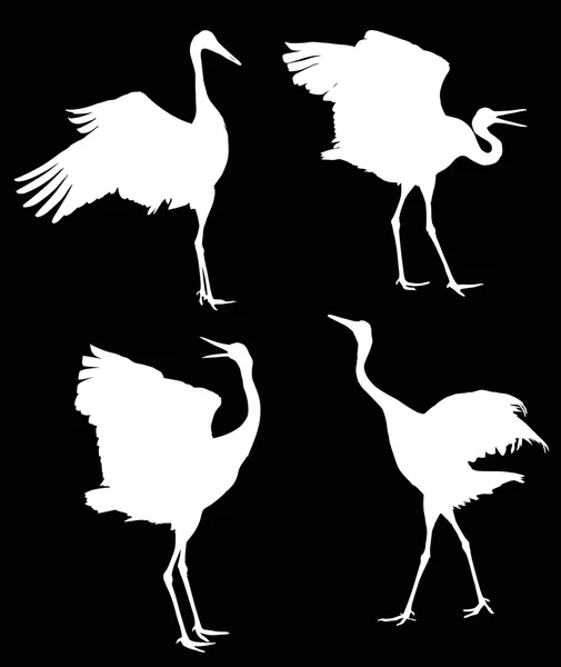 Grues blanches dansantes silhouettes — Image vectorielle