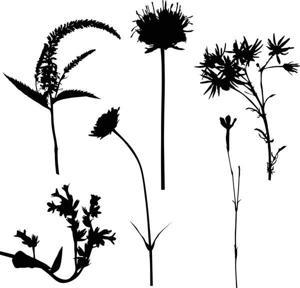 Fleurs sauvages noires — Image vectorielle