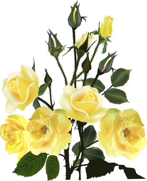 Rosas amarelas flores —  Vetores de Stock