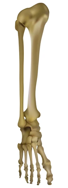 Esqueleto de la pierna humana — Vector de stock