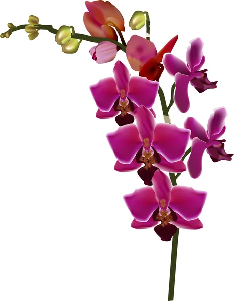 Orquídeas rosa-escuras — Vetor de Stock