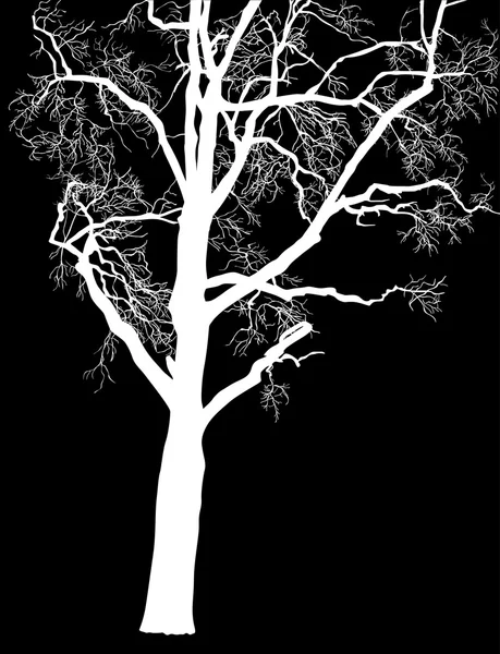 Arbre nu blanc — Image vectorielle