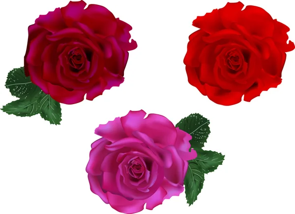 लाल गुलाब फुले — स्टॉक व्हेक्टर