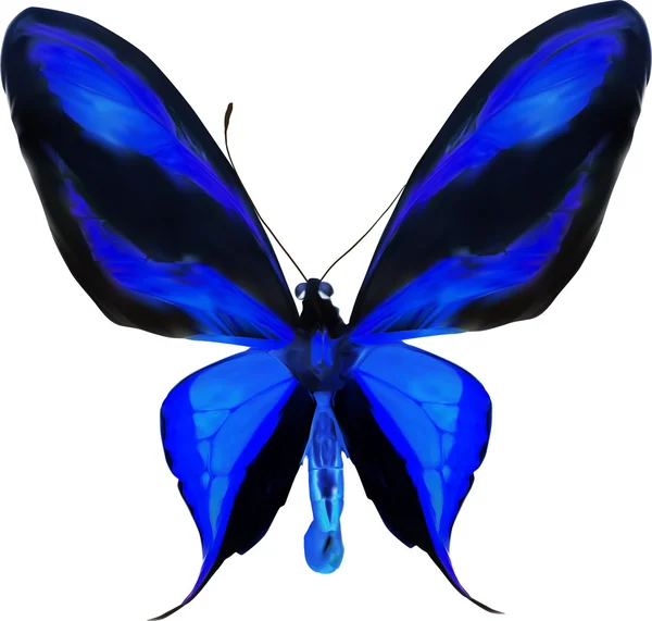 Tropischer blauer und schwarzer Schmetterling — Stockvektor