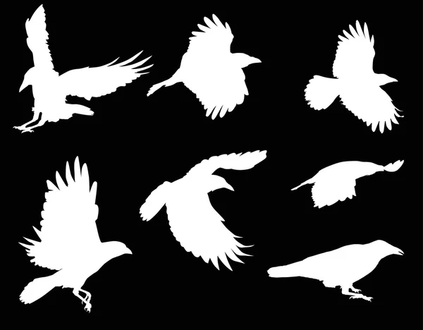 Siluetas de cuervos blancos — Vector de stock