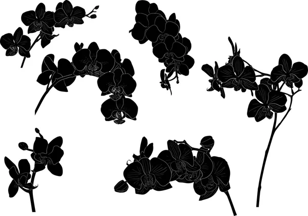 Orchids flowers silhouettes — Stock Vector