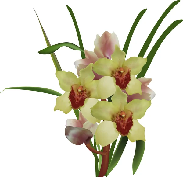 Orchidées jaunes fleurs — Image vectorielle