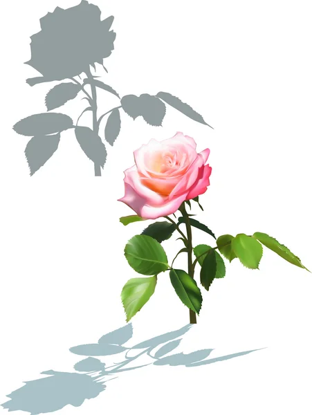 Pink rose en schaduwen — Stockvector