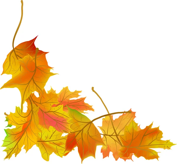 Feuilles d'érable d'automne — Image vectorielle