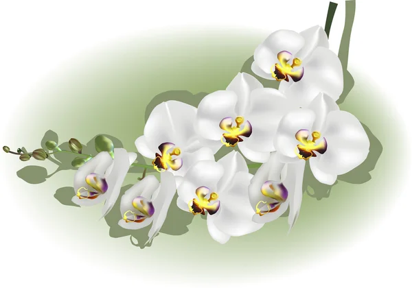 Цветочная ветвь орхидей — стоковый вектор