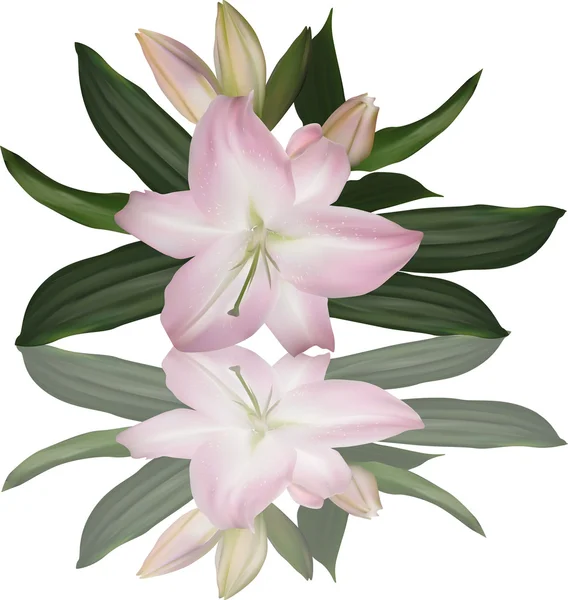 Pink lilies flowers — Stock Vector