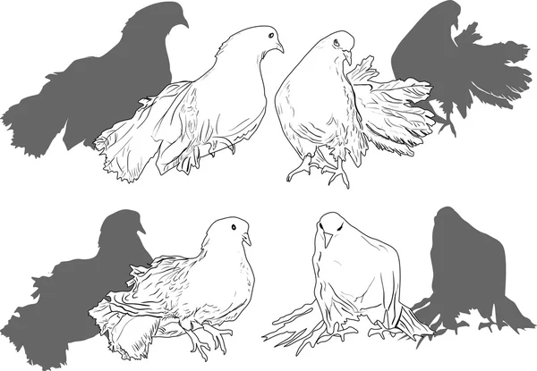 Colección de palomas blancas — Vector de stock