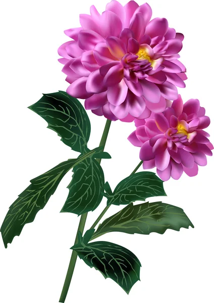 Pink georgina flowers — Stock Vector