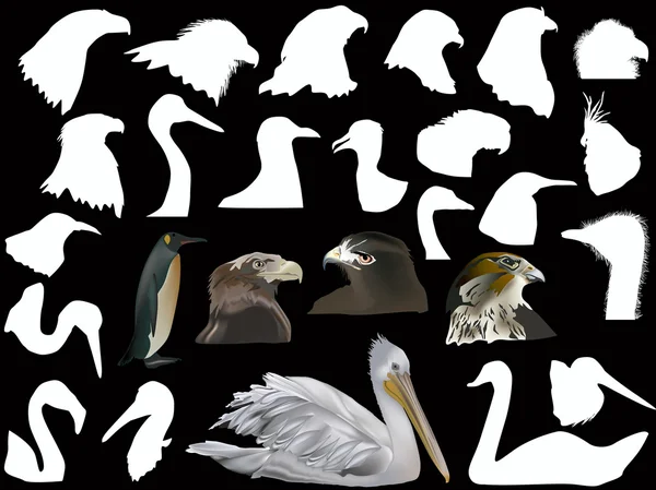 Vogels hoofden collectie — Stockvector