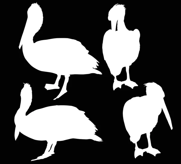 Four pelicans silhouettes — Stock Vector