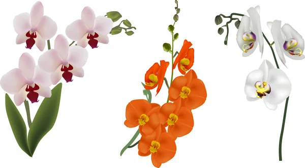 Barevné orchideje květiny — Stockový vektor