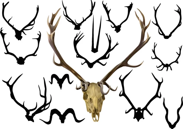 Set of antlers and horns — Stock Vector