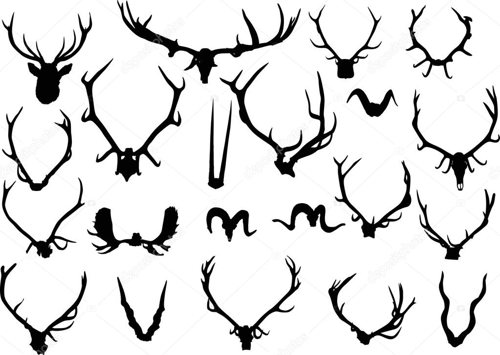 set of antlers and horns