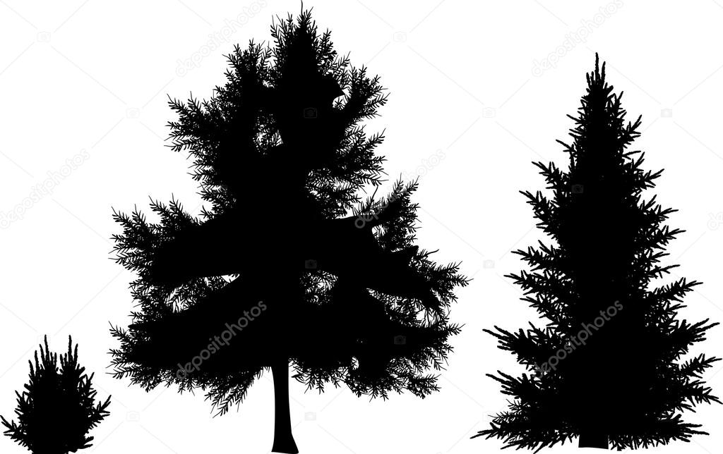 black firs silhouettes
