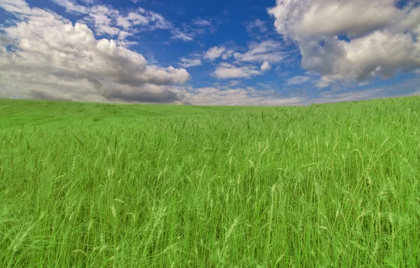Grönt vetefält — Stockfoto