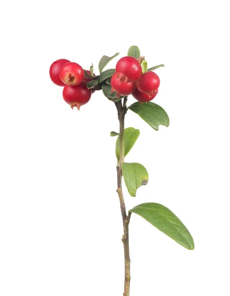 赤の cowberries の枝 — ストック写真