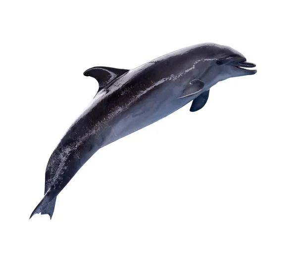 Dunkelgrauer Delfin im Sprung — Stockfoto