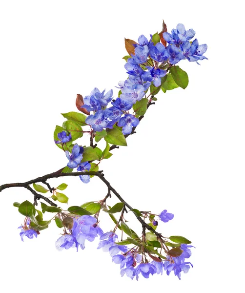 Μπλε δέντρο λουλούδια — Φωτογραφία Αρχείου