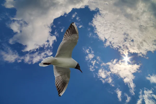 Möwe am Himmel mit Wolken — Stockfoto