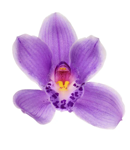 Lila orchideebloem — Stockfoto
