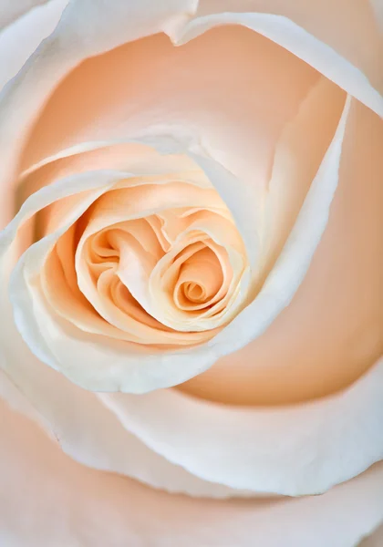 Delicate beige rose — Stock Photo, Image