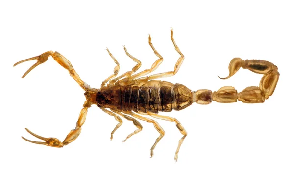 Kleiner goldener Skorpion — Stockfoto