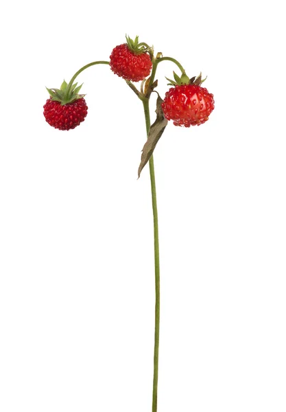 Viltvoksende jordbær på stilk – stockfoto