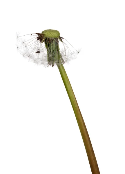 Old dandelion seeds — Stock Photo, Image