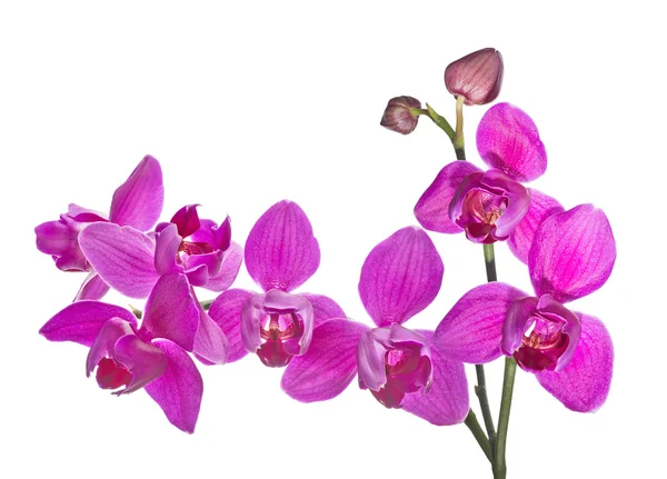 Rosa orkidéer blommor — Stockfoto