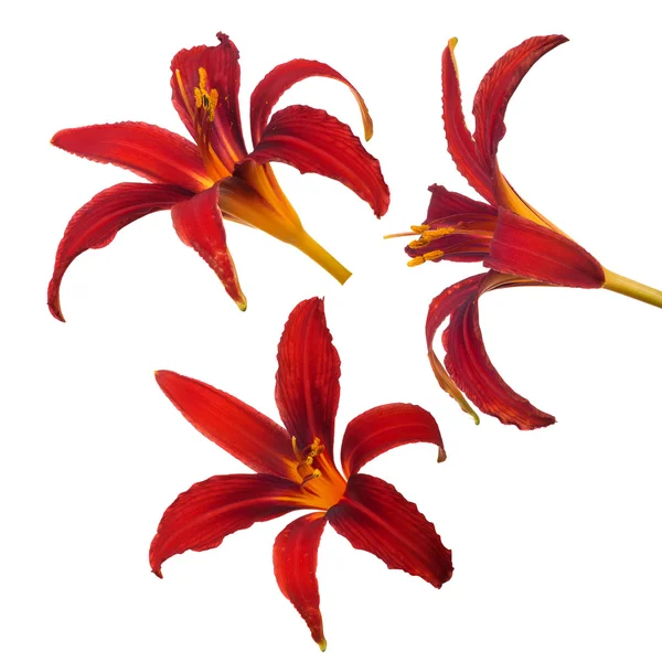 Red lilies blooms — Stock Photo, Image