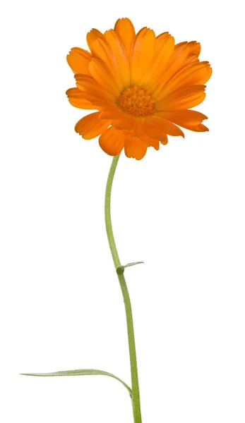 Fleur de souci orange — Photo