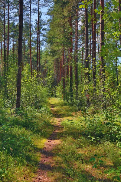 Wandelpad in zomer bos — Stockfoto