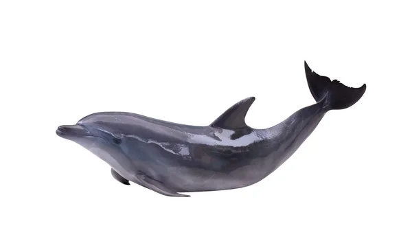 Mörk grå dolphin — Stockfoto