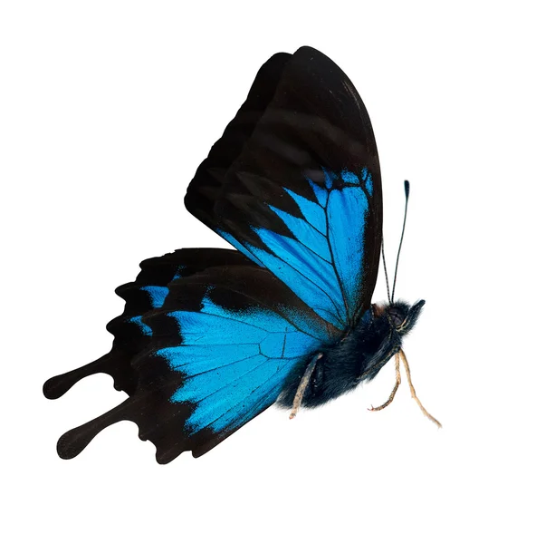 Bright blue butterfly — Stock Photo, Image