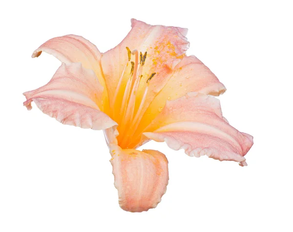 Kwiat lilii pomarańczowy — Zdjęcie stockowe