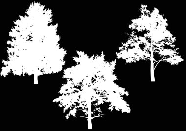 Beyaz ağaçlarının silhouettes
